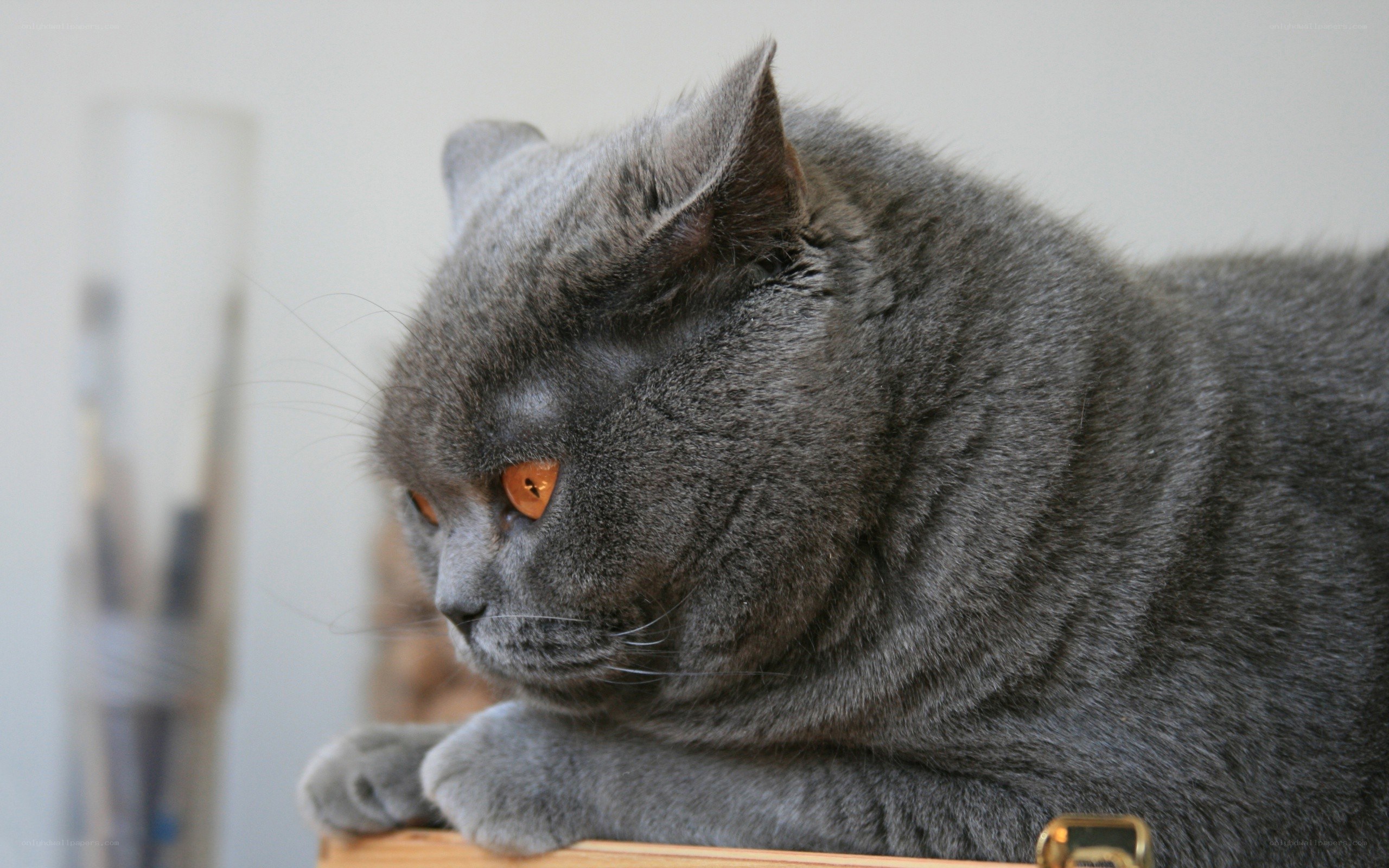 gray cat resting on surface