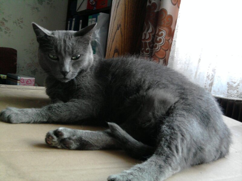 gray cat resting on table