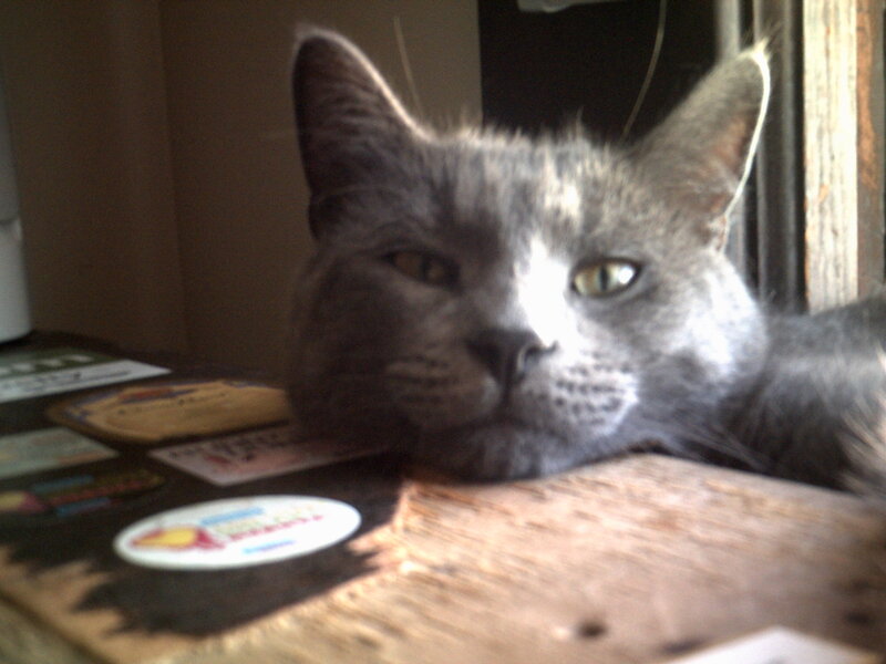gray cat resting on table
