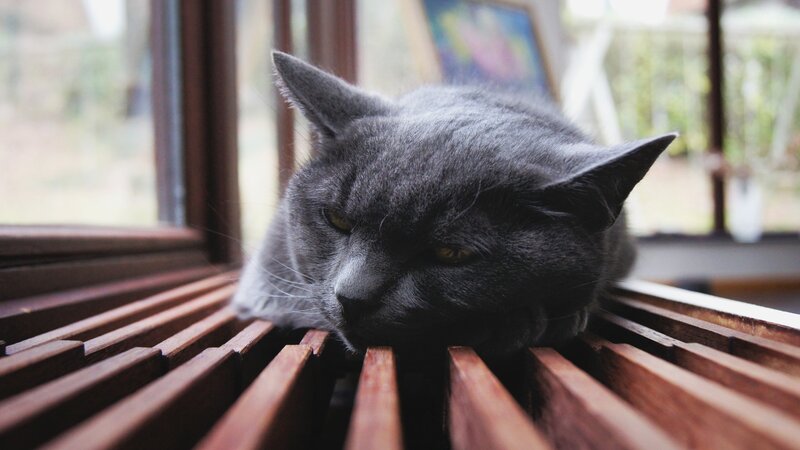 gray cat resting on window sill