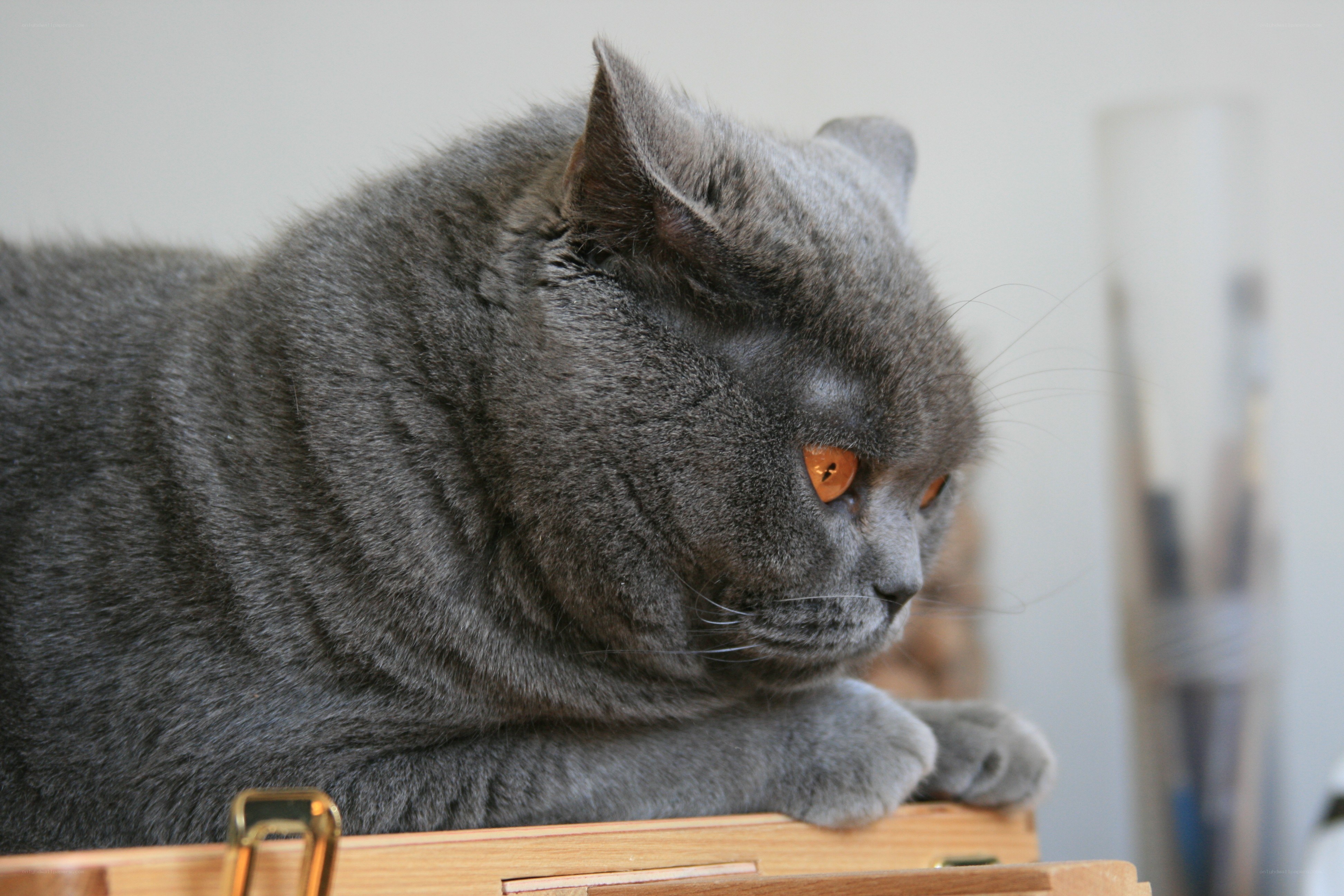 gray cat resting on wooden surface