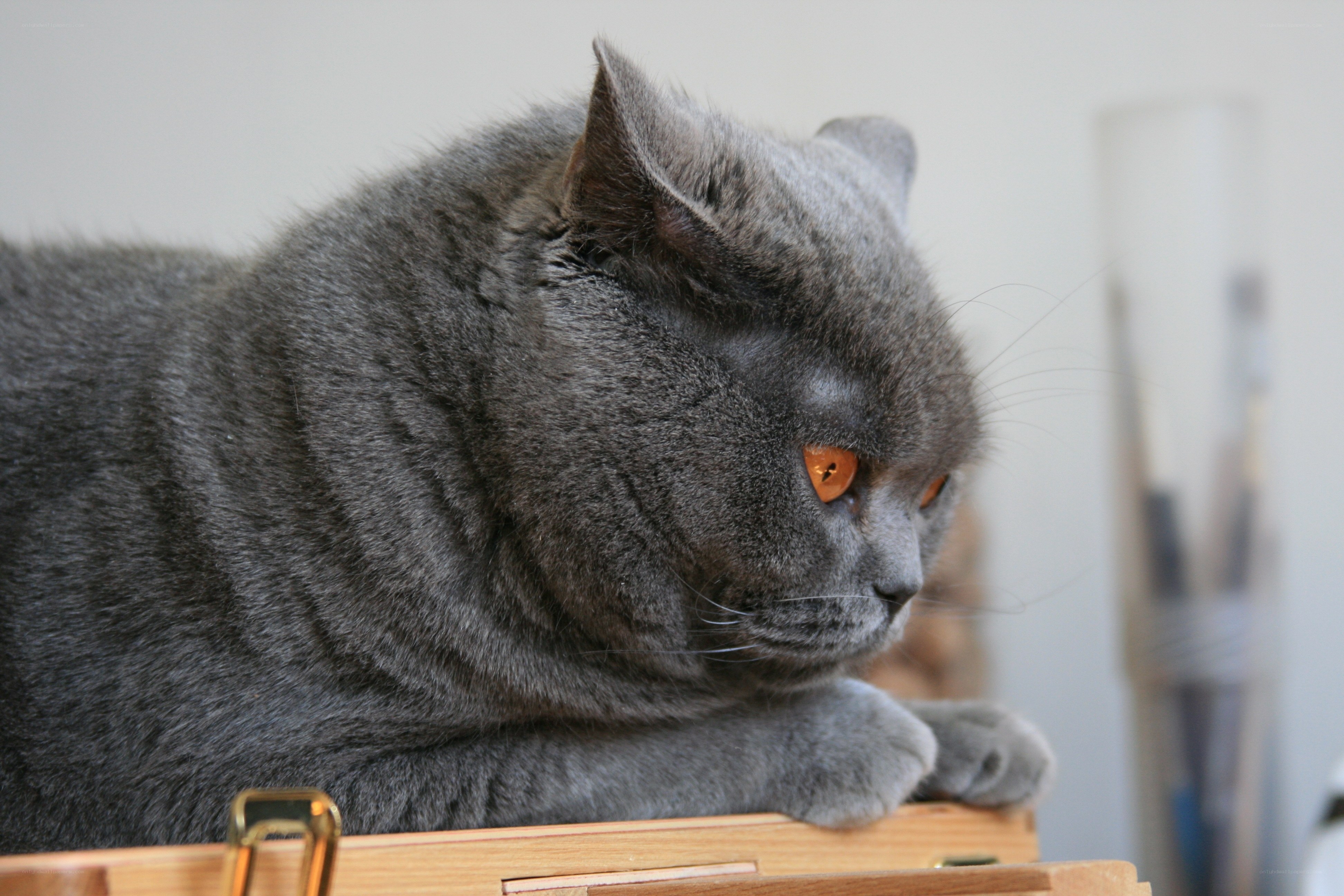 gray cat resting on wooden surface