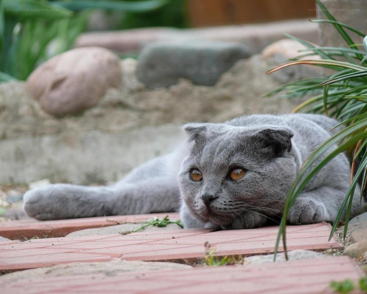 gray cat resting outdoors