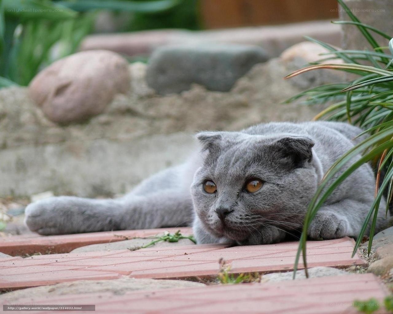 gray cat resting outdoors