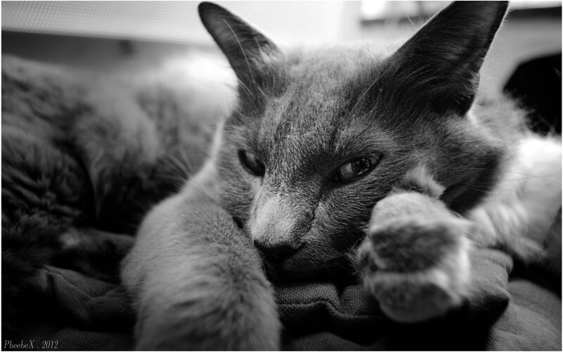 gray cat resting peacefully