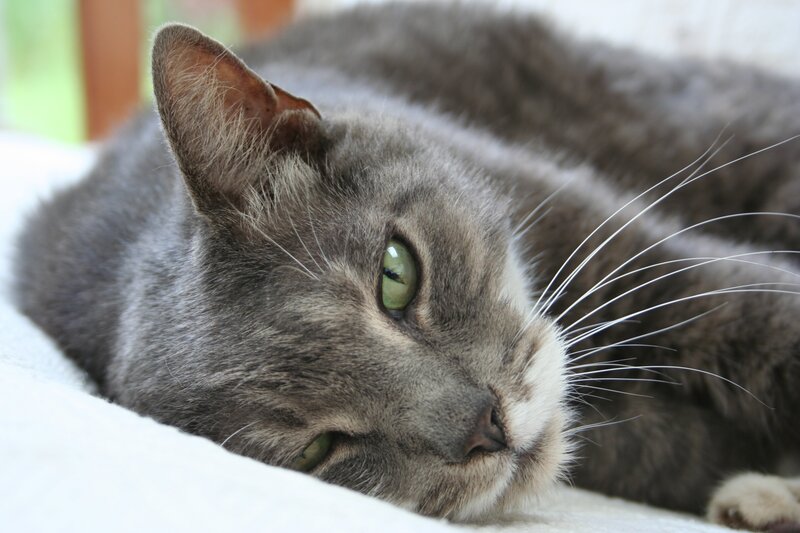 gray cat resting peacefully