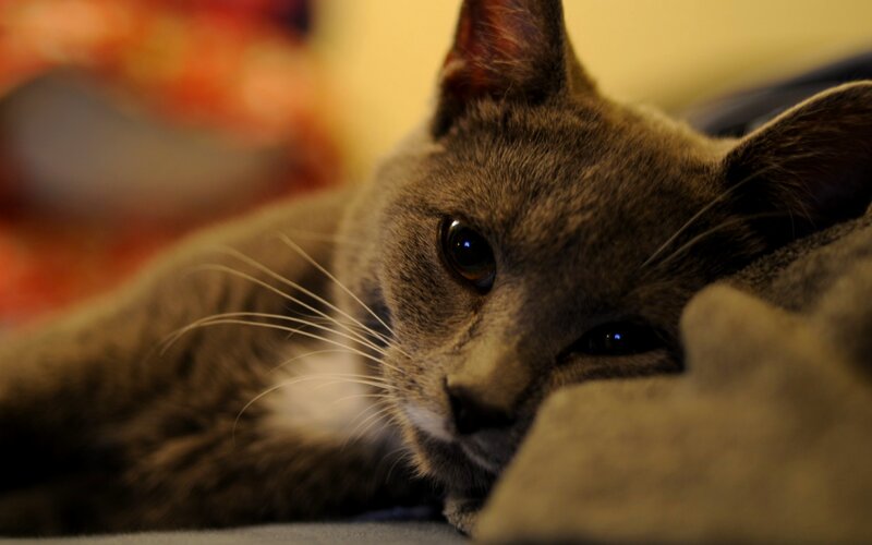 Gray Cat Resting