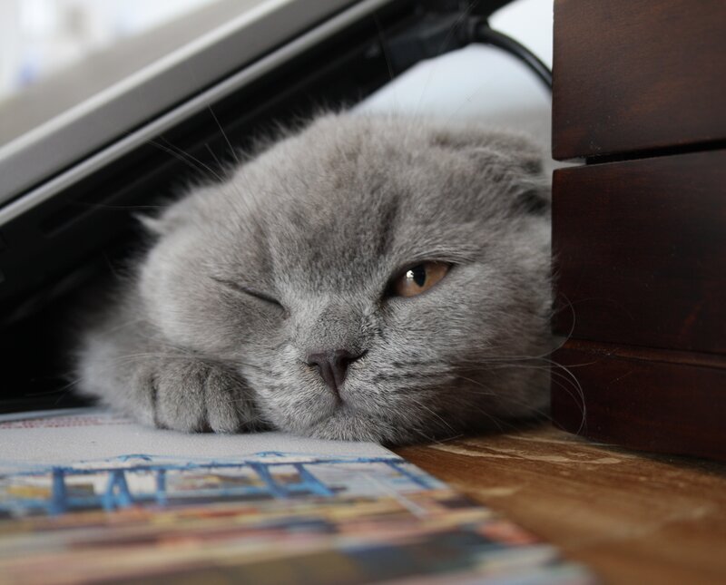 gray cat resting under desk