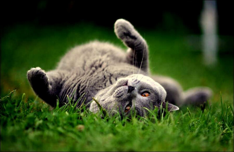 gray cat rolling in grass