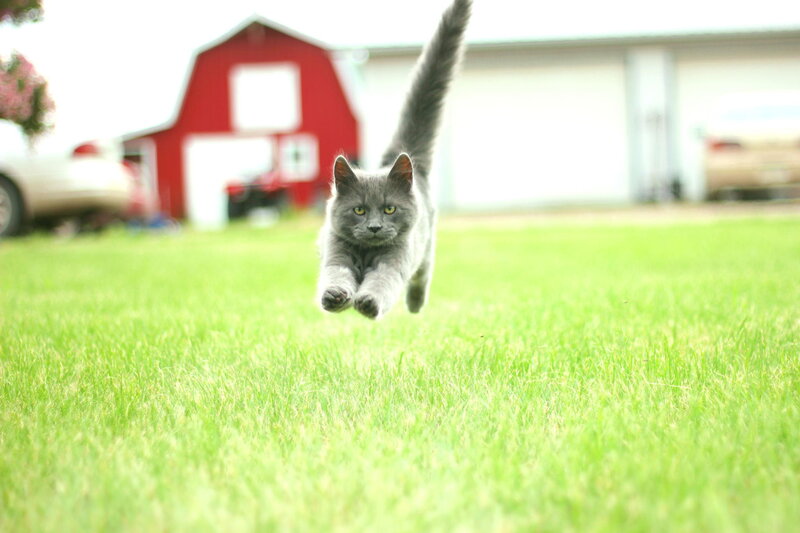 Gray Cat Running