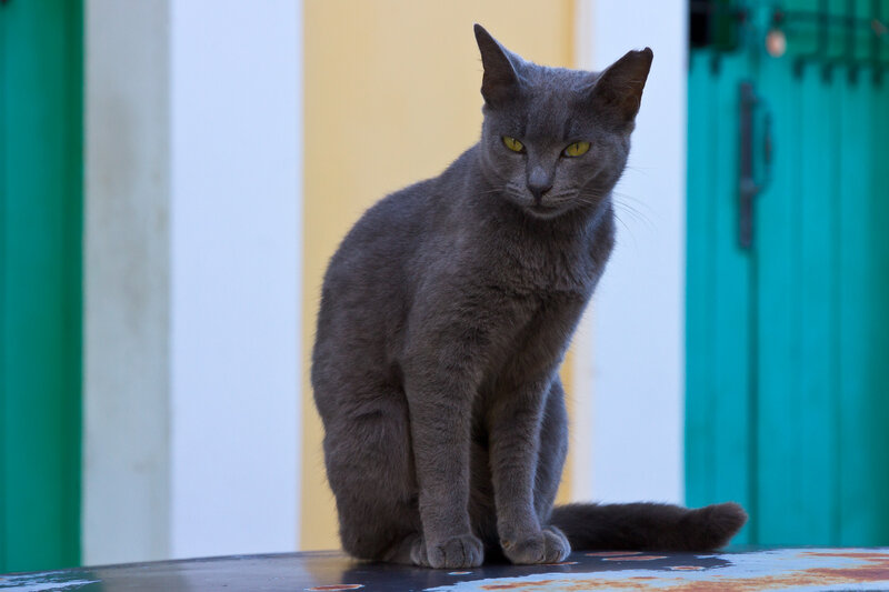 Gray Cat Sitting — Calm, Afternoon