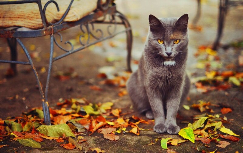 Gray Cat Sitting — Calm, Autumn, Photograph, Bench
