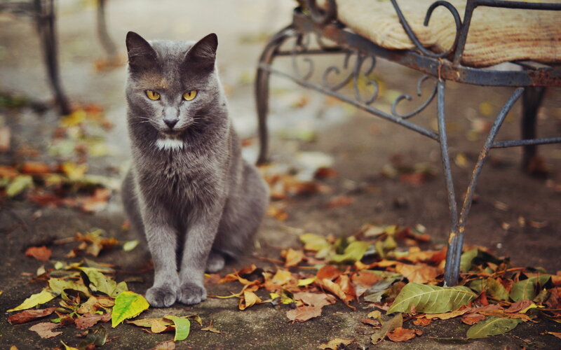 Gray Cat Sitting — Calm, Autumn, Photograph