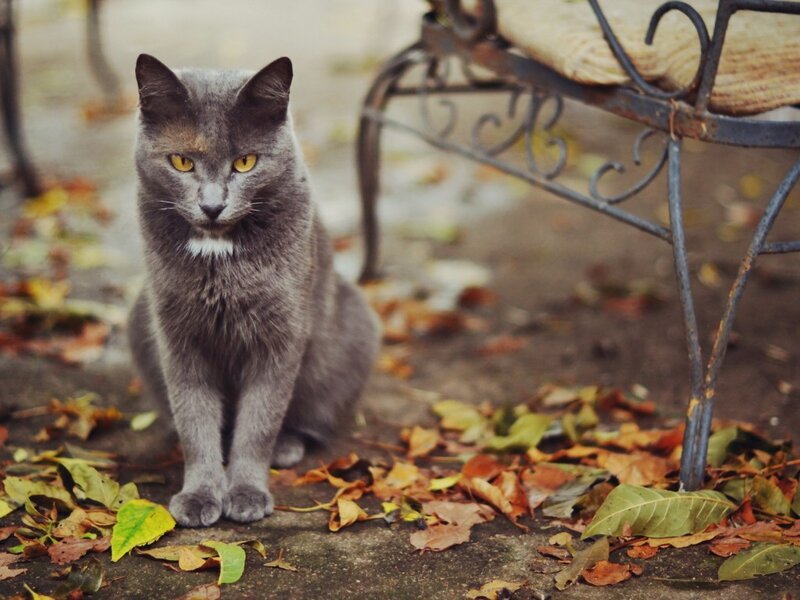 Gray Cat Sitting — Calm, Autumn