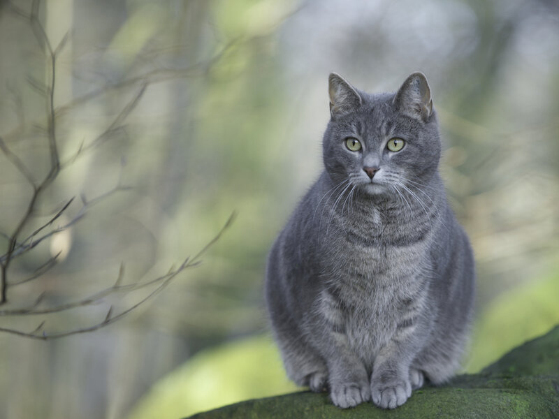 Gray Cat Sitting — Calm, Morning