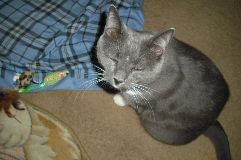 Gray Cat Sitting — Calm, Night