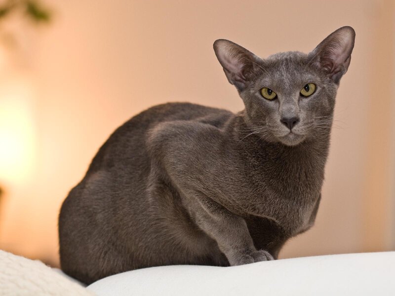 Gray Cat Sitting — Calm, Photograph, Pillow