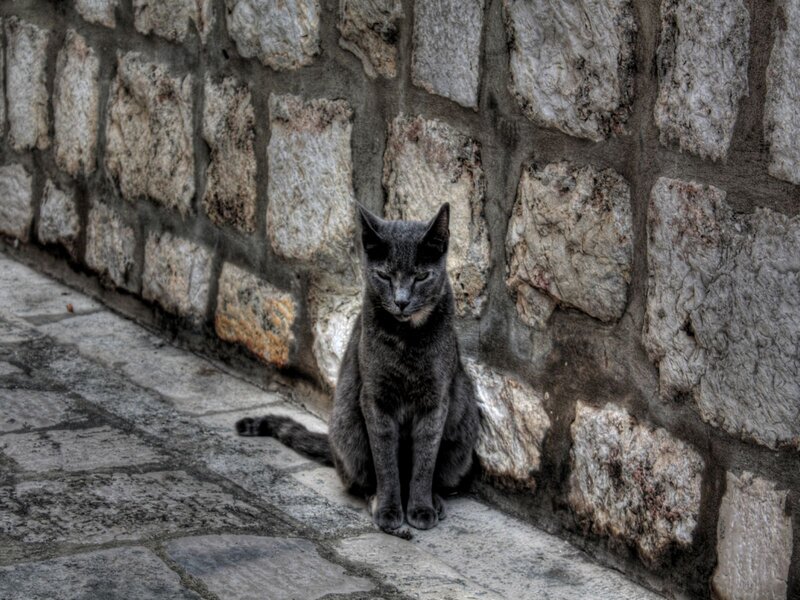Gray Cat Sitting — Calm, Photograph