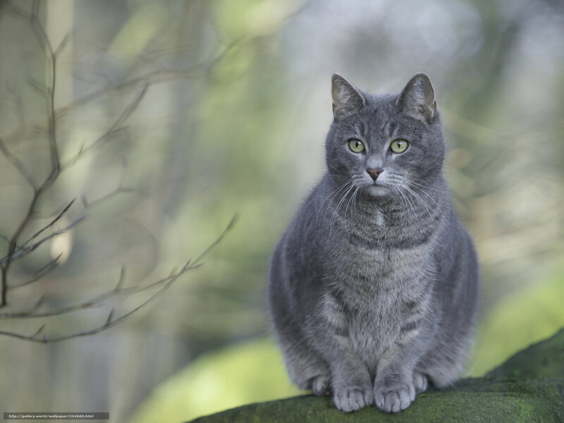 Gray Cat Sitting — Calm, Photograph, Tree Branch