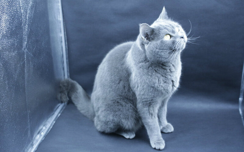 Gray Cat Sitting — Calm, Photograph, Wall