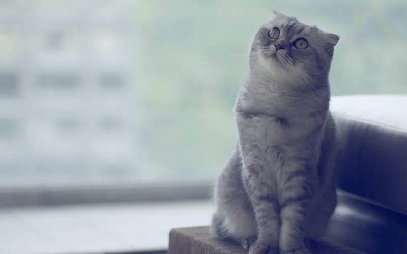 Gray Cat Sitting — Calm, Photograph, Window, Couch