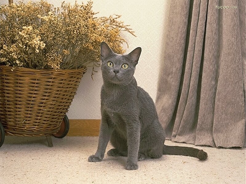 Gray Cat Sitting — Calm