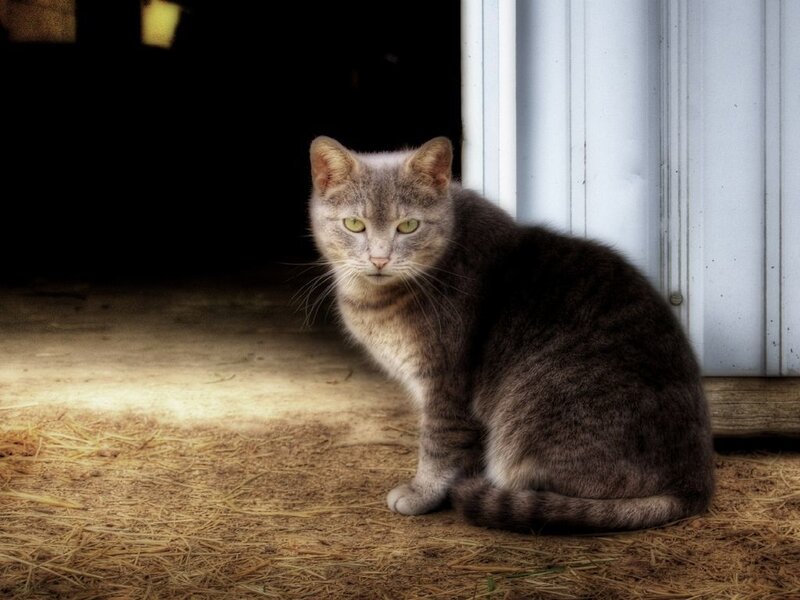 gray cat sitting in hay