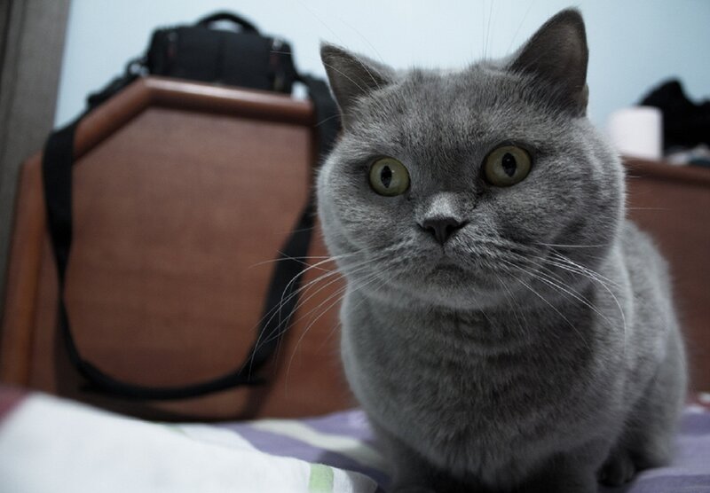 Gray Cat Sitting — Neutral, Photograph