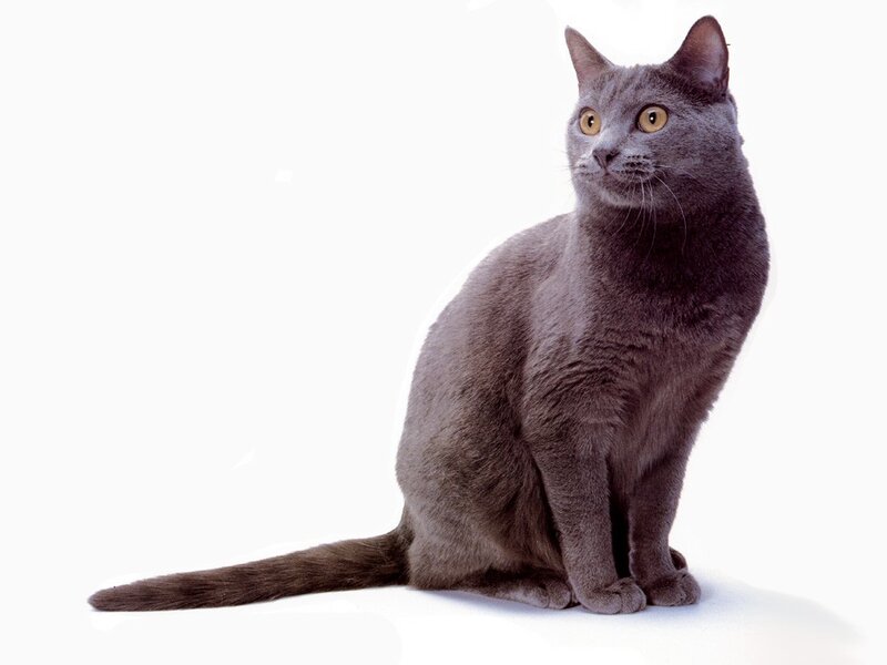Gray Cat Sitting — Neutral