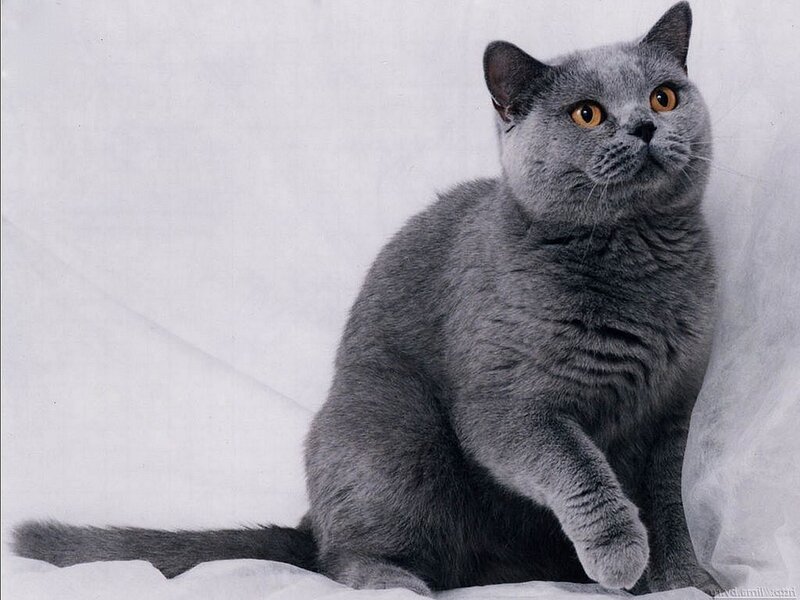 gray cat sitting on white