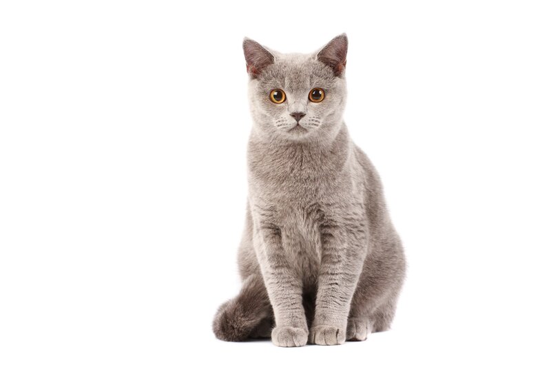 gray cat sitting on white