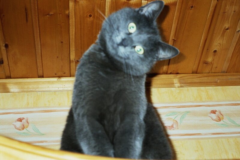 Gray Cat Sitting