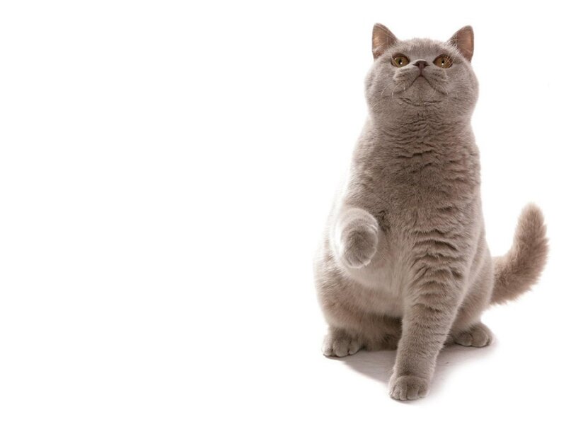 gray cat sitting up