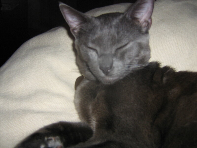 Gray Cat Sleeping — Calm, Night