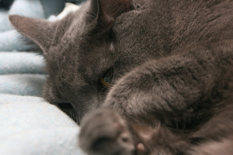 Gray Cat Sleeping — Calm, Photograph, Blanket