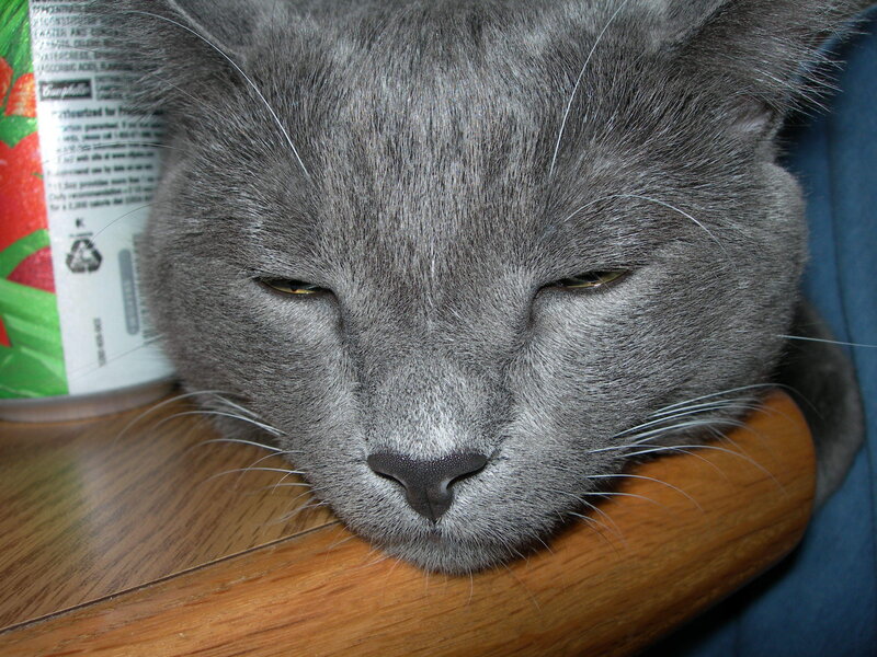 Gray Cat Sleeping — Calm, Photograph, Can