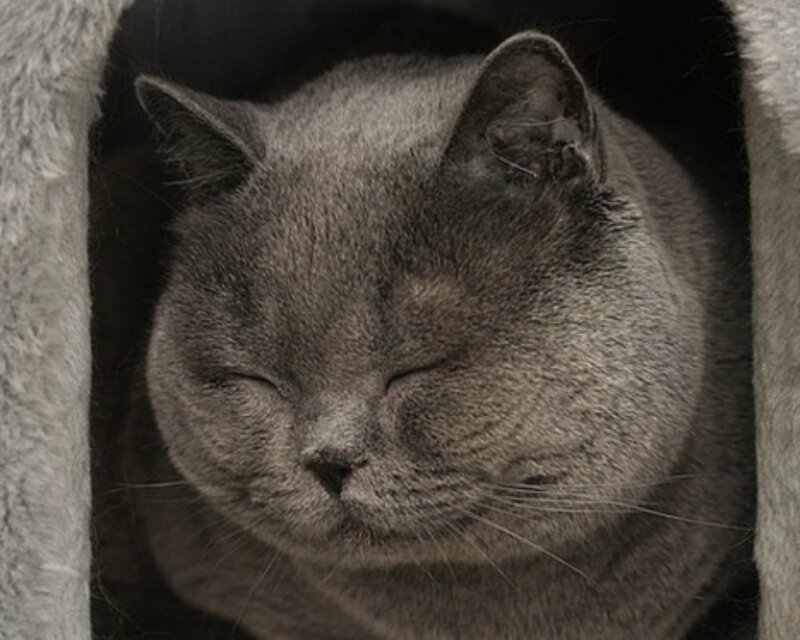 Gray Cat Sleeping — Calm, Photograph, Cave