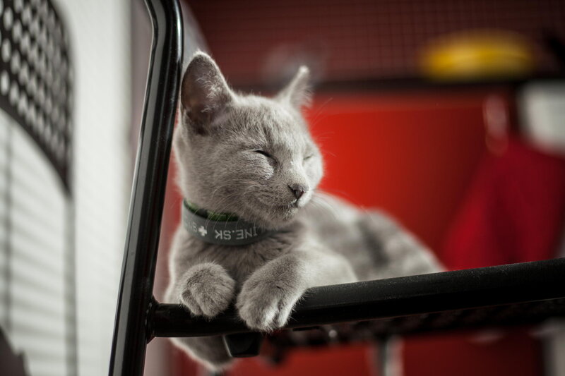 Gray Cat Sleeping — Calm, Photograph
