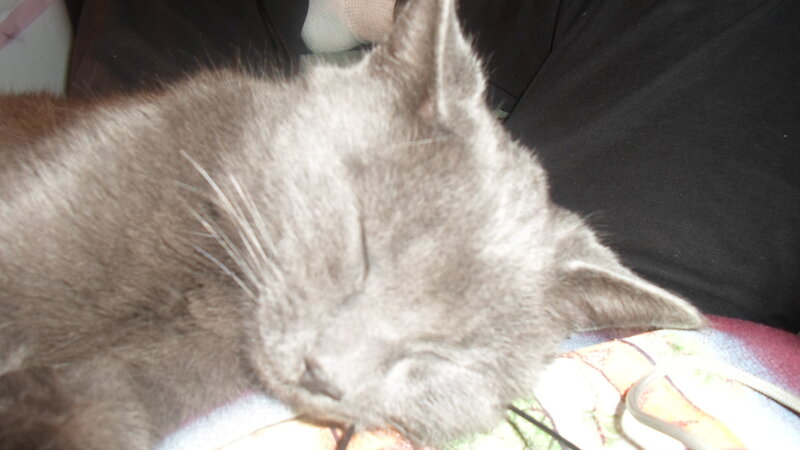 Gray Cat Sleeping — Calm