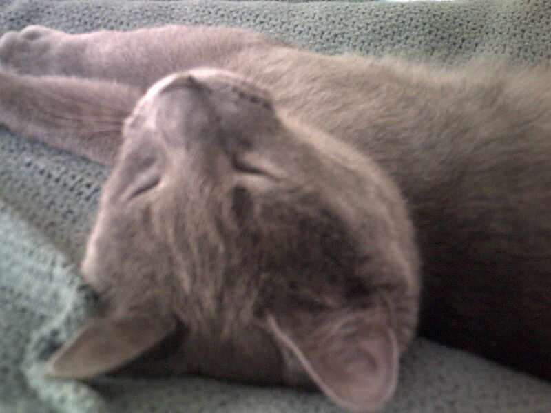 gray cat sleeping on blanket