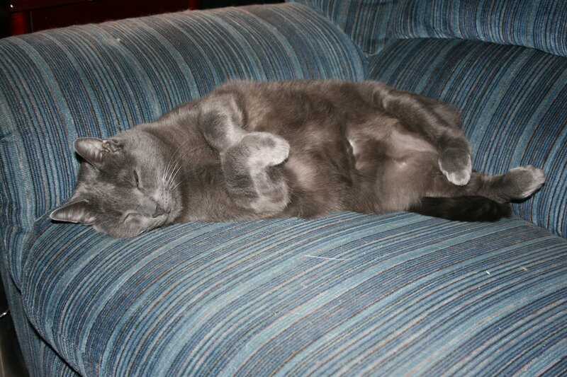Gray cat sleeping on couch