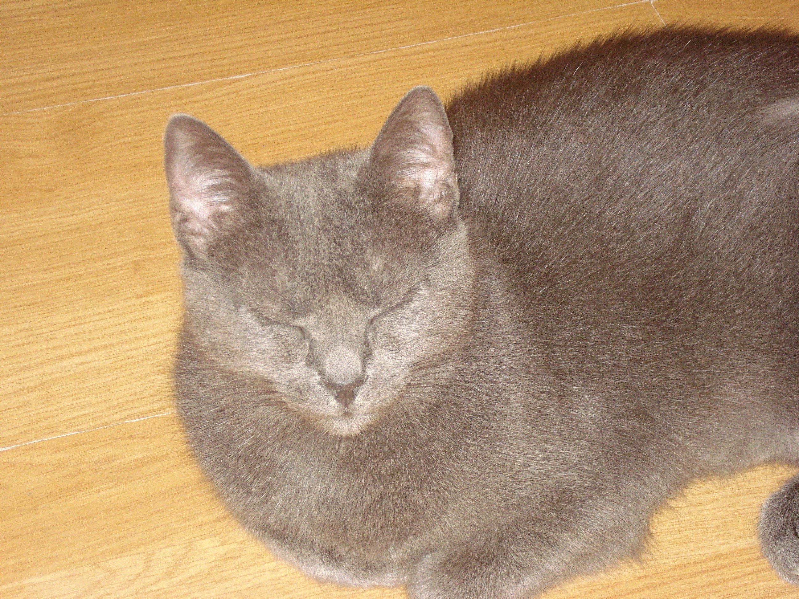 gray cat sleeping on floor