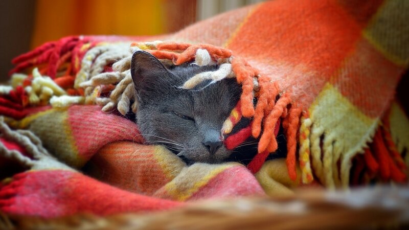 Gray Cat Sleeping — Orange, Cozy