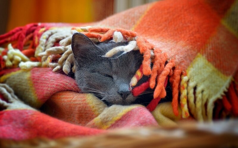Gray Cat Sleeping — Orange, Peaceful, Photograph
