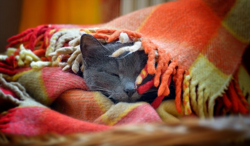 Gray Cat Sleeping — Orange