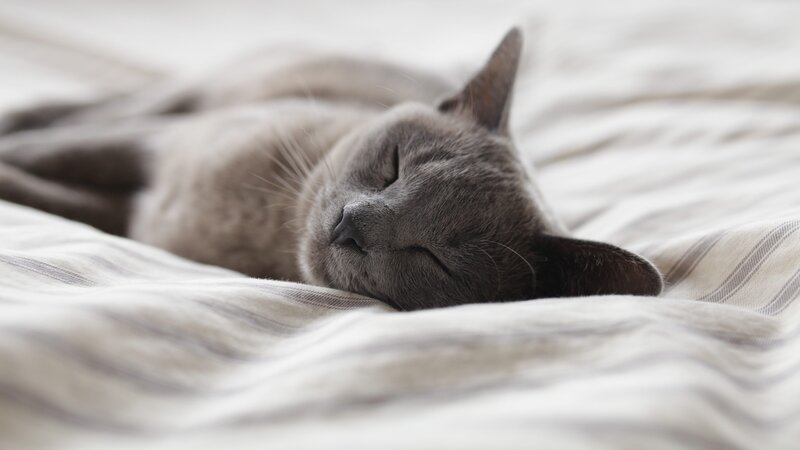Gray Cat Sleeping — Peaceful, Photograph, Bed, Pillow
