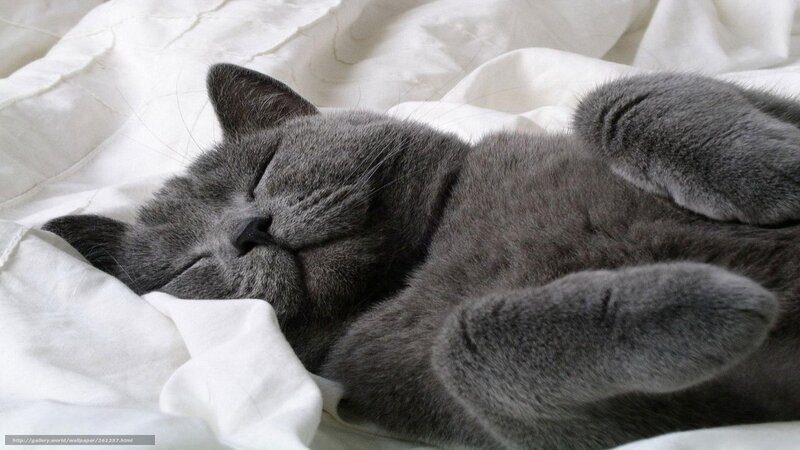 Gray Cat Sleeping — Peaceful, Photograph, Bed