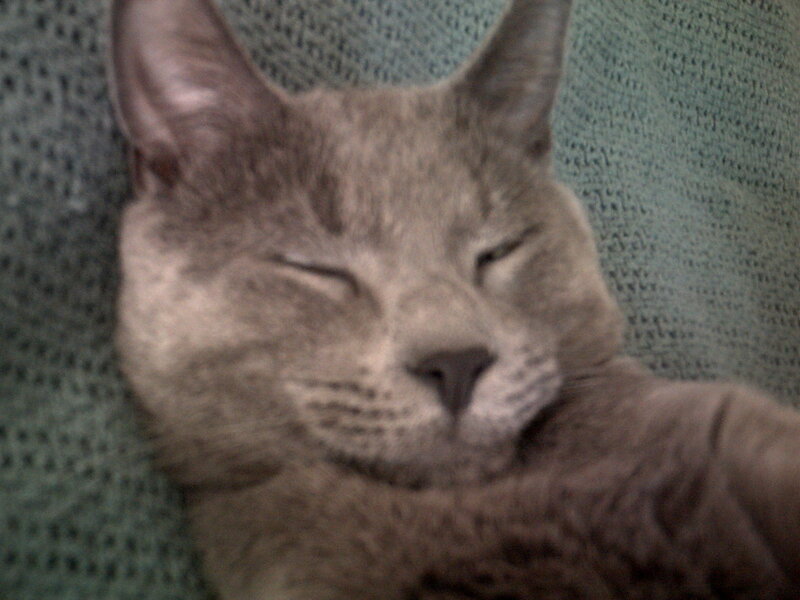 Gray Cat Sleeping — Peaceful, Photograph, Blanket, Green