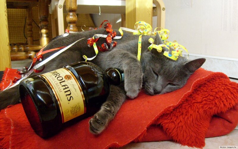 Gray Cat Sleeping — Peaceful, Photograph, Bottle