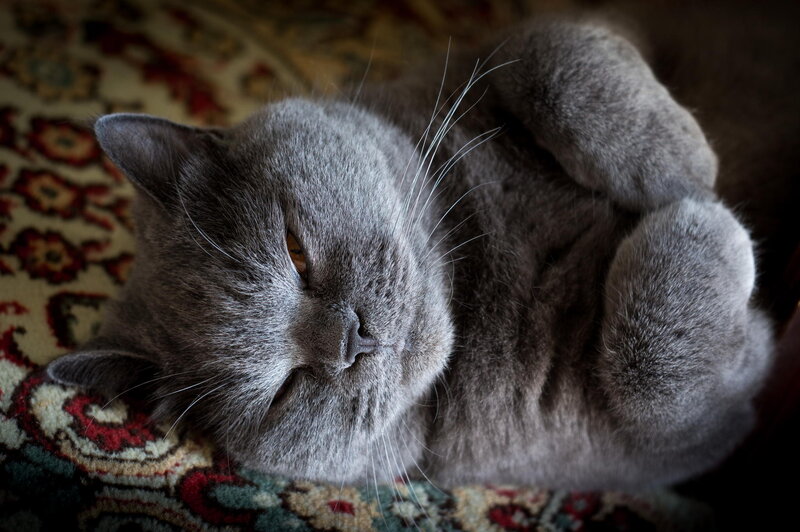 Gray Cat Sleeping — Peaceful, Photograph, Carpet